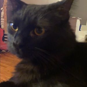 Meet your Posher, Priscilla